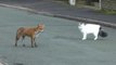 Quand un renard et un chat jouent ensemble
