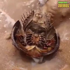 Ce qu'il trouve enterré dans le sable est incroyable... Animaux préhistoriques
