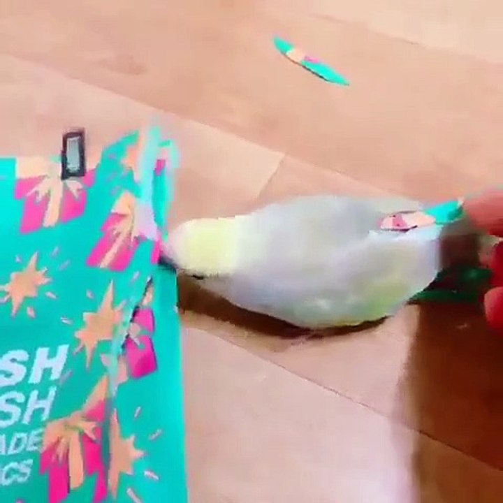 Cette perruche pas très contente de son plumage se rajoute des plumes