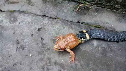 Ce pauvre crapaud ne peut rien contre un serpent affamé