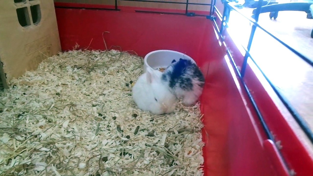 Löwenkopfkaninchen 14 Tage nach der Geburt