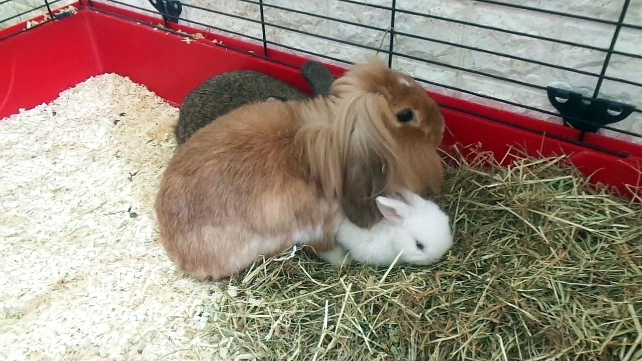 Löwenkopfkaninchen 5 Wochen