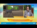 ما هو الفرق بين الخيل العربي والمصرى ومميزات كلًا  منهما