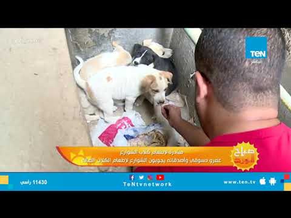 بعد شائعة "تصدير الكلاب لكوريا".. مبادرة من عمرو دسوقي وأصدقائه لإطعام الكلاب الضالة