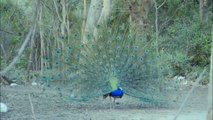 The Most Beautiful Peacock Dance Display Ever