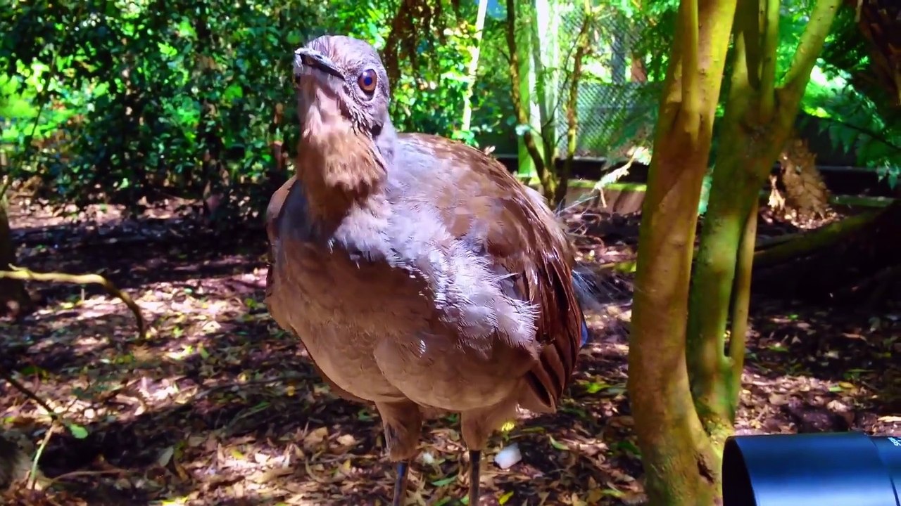 Amazing Lyrebird can Mimics Chainsaw, Car Alarm any sound in the world ¦ You Won’t Believe Exist