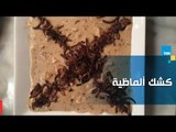 طريقة عمل كشك ألماظية مع الشيف غادة مصطفى