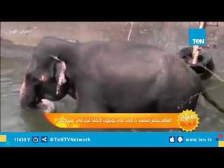 العالم يتابع مشهد درامى على يوتيوب "إنقاذ فيل فى "سريلانكا"