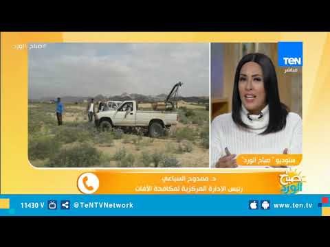 الزراعة تكشف سبب انتشار الجراد الصحراوي على سواحل البحر الأحمر وطرق الوقاية منها