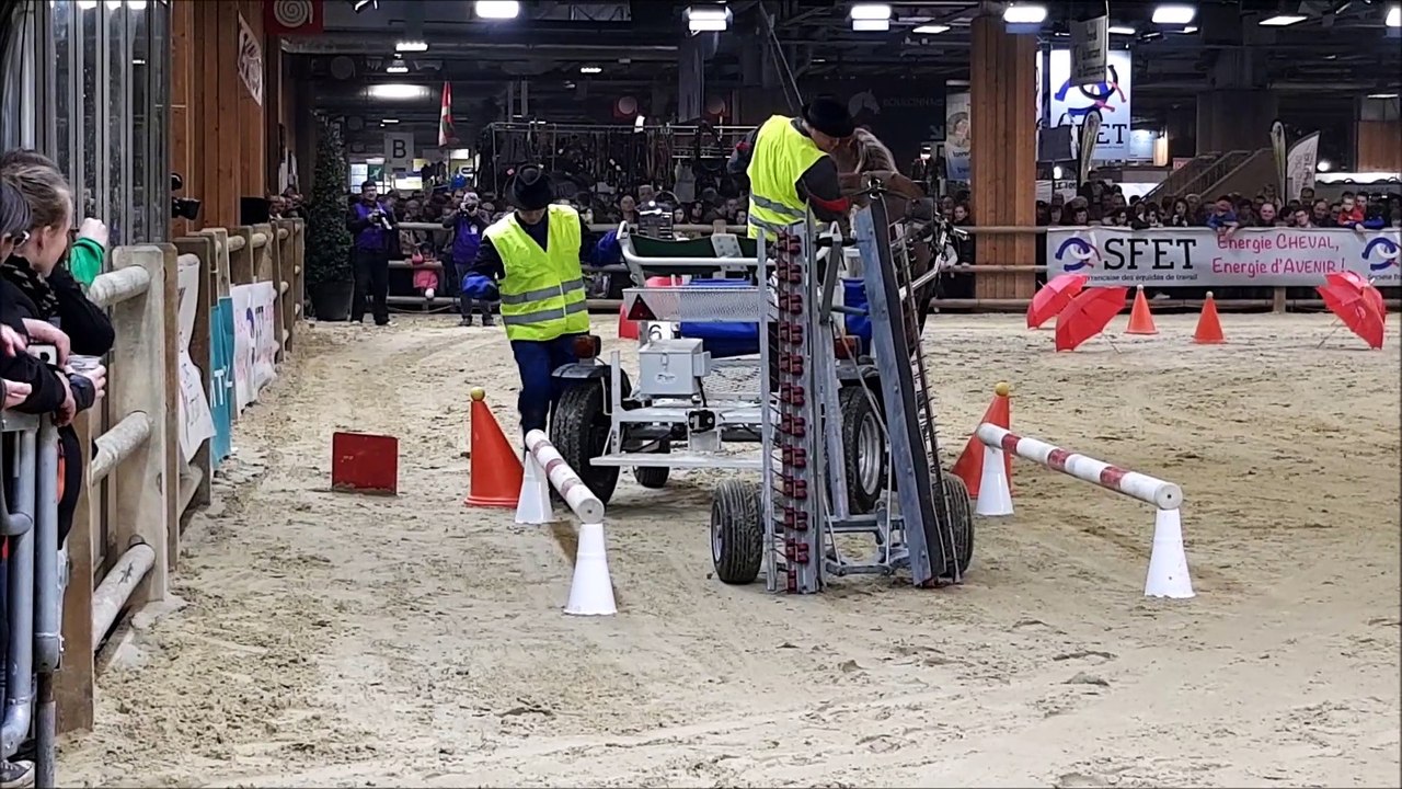Concours du Trait d'avenir : une deuxième place pour le cheval comtois