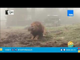 تحدي الإنسان في مواجهة الوحش .. إيه اللي حصل؟