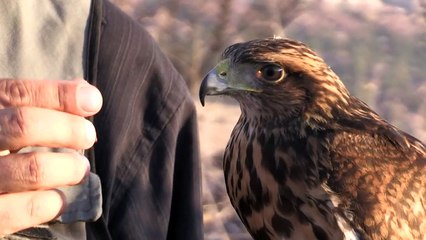 Un halcón domesticado, compañero de parapente y cacería en Chile