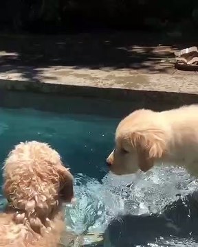 Ces adorables petits Golden retrievers ont une piscine à eux. Les regarder fait du bien