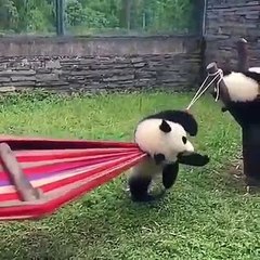 Magnifique !! La vidéo de ces adorables pandas vous laissera à bout de souffle.