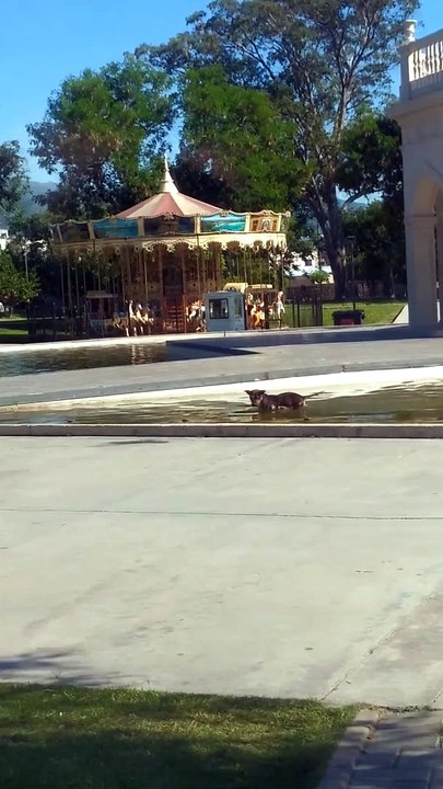 Pup Cleans Out Polluted Pool