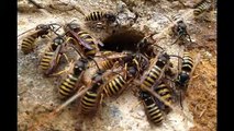 Inner West Exterminators | Pest Control Sydney
