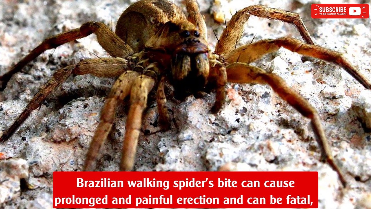 Spider venom drug could be more effective than Viagra