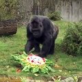 Meet Fatou- the oldest known living gorilla. - Last year Fatu celebrated his 61st birthday