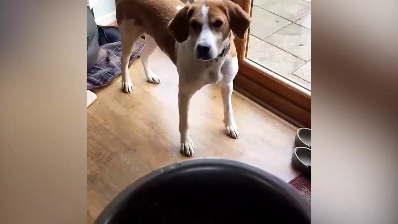 Ce chien adore les croquettes !