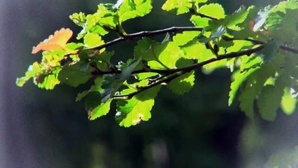 A vendre - Maison - Bouveret (1897) - 3.5 pièces - 75m²