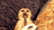 Cute and Funny Animals - 2