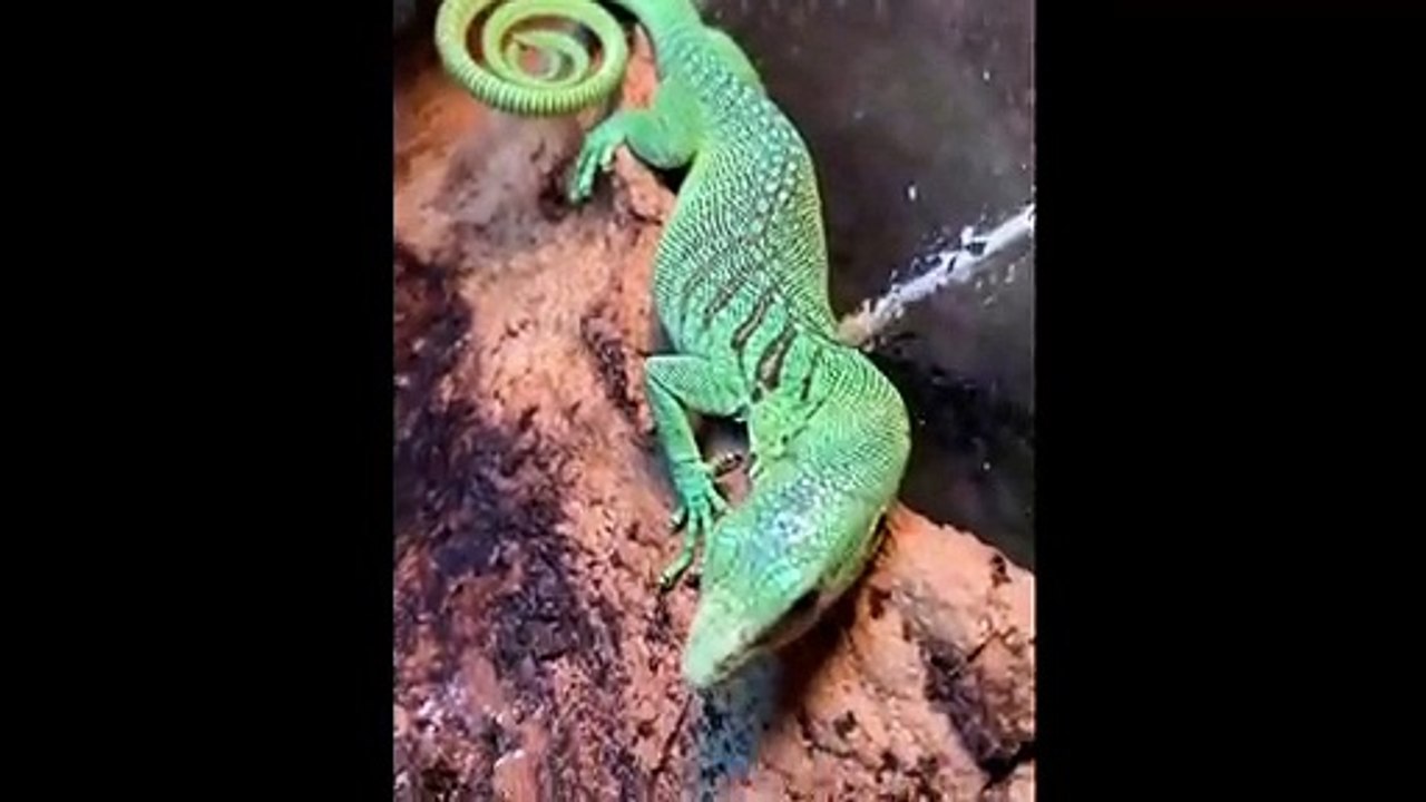 Cute and Funny Animals! - 4