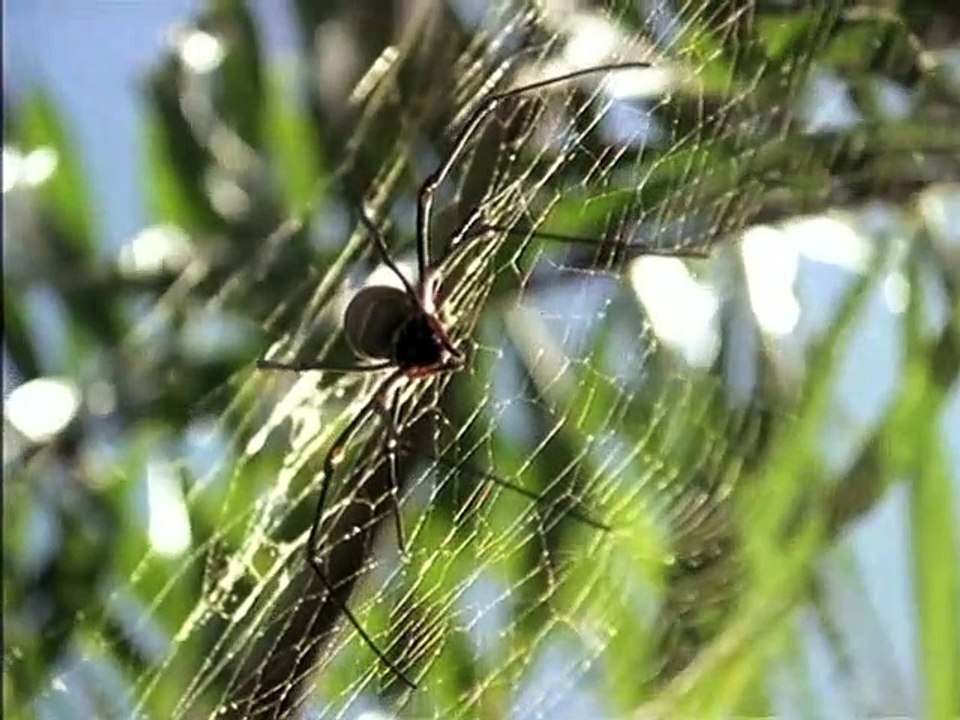 Ocean Girl [Deutsch]   S3E2   Gedächtnisverlust