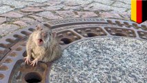 Tikus gendut diselamatkan dari selokan di Jerman - TomoNews