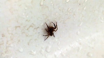 A spider video. une vidéo d'araignée.