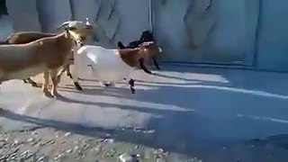 Very awesome video of very smart goat to enter in house...