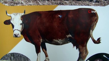 'Şemsiye Trokar' büyükbaş hayvanların çatlamasını önleyecek