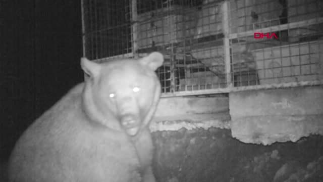 Trabzon Kış Uykusuna Yatmayan Ayılar, Tehlike Oluşturuyor