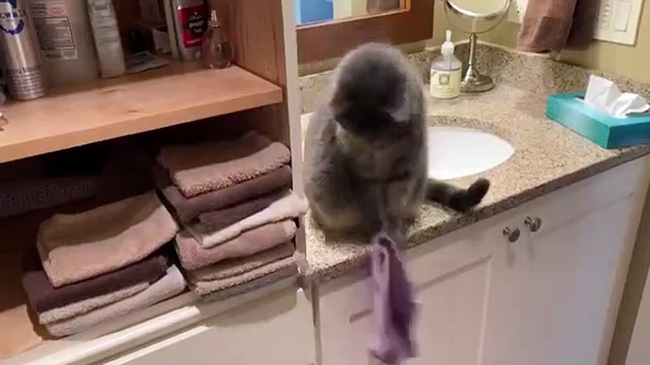 Un chat s’amuse à faire tomber les serviettes