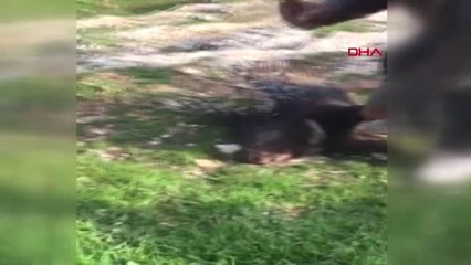 Şanlıurfa Kirpiyi Vahşice Öldürüp, Görüntüleri Sosyal Medyada Paylaştılar