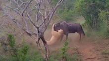 Leões Vs Gnus Em Ataques E Defesas