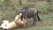 Leoa Prepara Almoço De Carne De Gnu Para Seu Marido Leão Preguiçoso