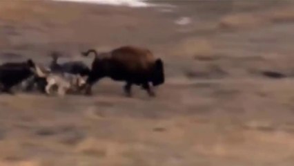 Lobos Atacam E Matam Bisontes
