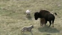 Lobos Tentam Matar Filhote De Bisonte, Mas