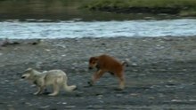 Filhotinho De Bisão Vive Aventura E Faz Frente A Lobo