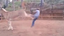 Os Mais Incríveis E Perigosos Coices De Cavalos E Bois