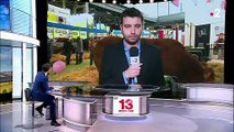 Agriculture : ces races disparues qui font leur retour dans nos assiettes