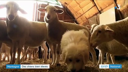 Animaux : le patou, un chien fidèle à son troupeau