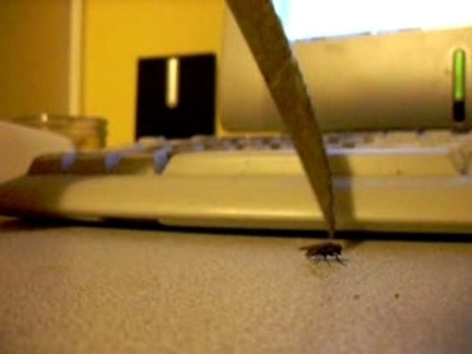Petite mouche