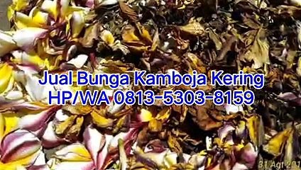 PALING LARIS!!!  HP/WA 0813-5303-8159, Jual Kamboja Kering di Jawa Timur