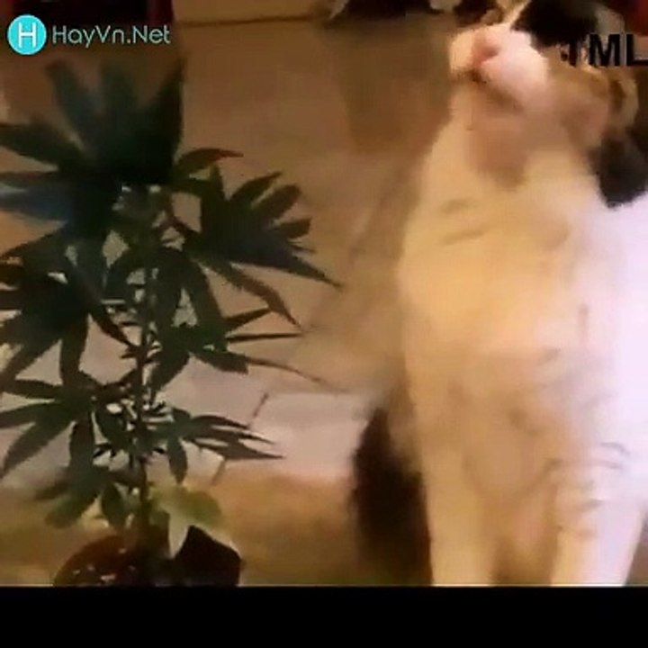Dog & cat 26