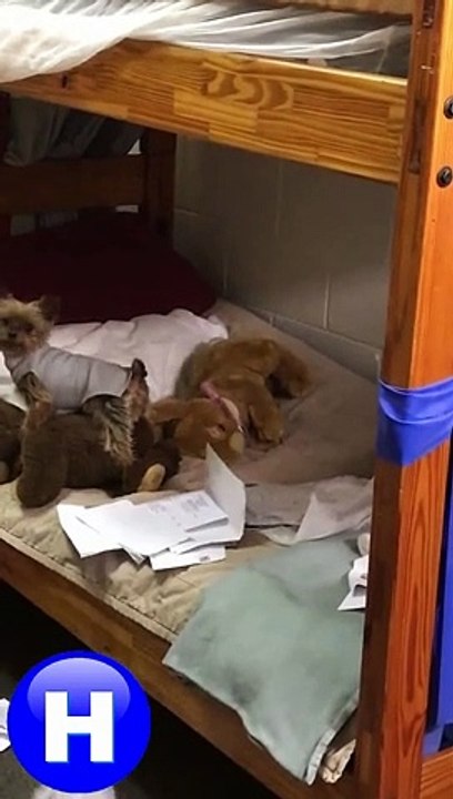 Dog & cat 27