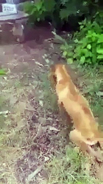 Dog & cat 28