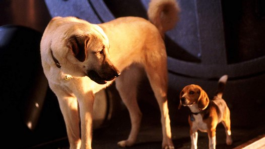 cats-dogs-movie-2001-jeff-goldblum-elizabeth-perkins-video