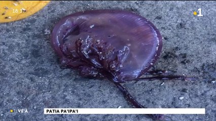 TH : Attention aux méduses !