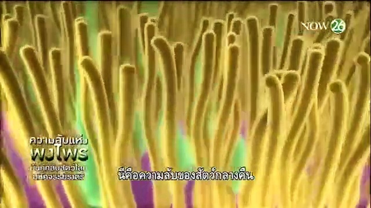 สารคดีสัตว์โลก ตอน มหัศจรรย์สัตว์ยามราตรี